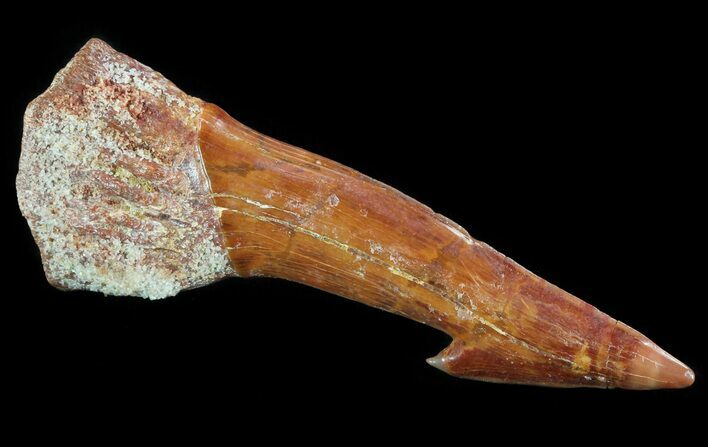 Cretaceous Giant Sawfish (Onchopristis) Rostral Barb #64496